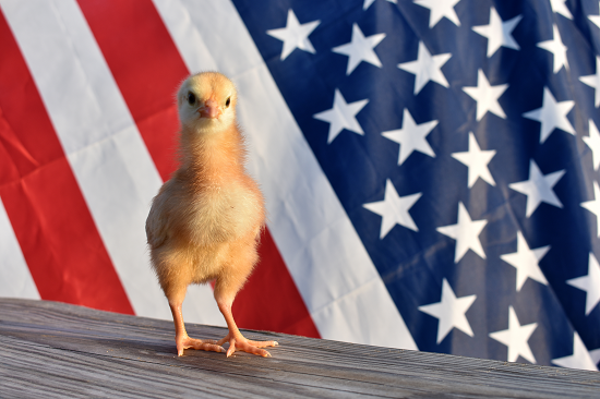 US flag with a chicken