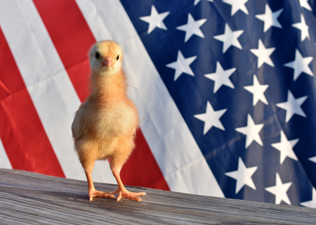 usa_chicken