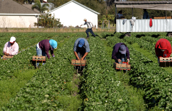 Fruit pickers