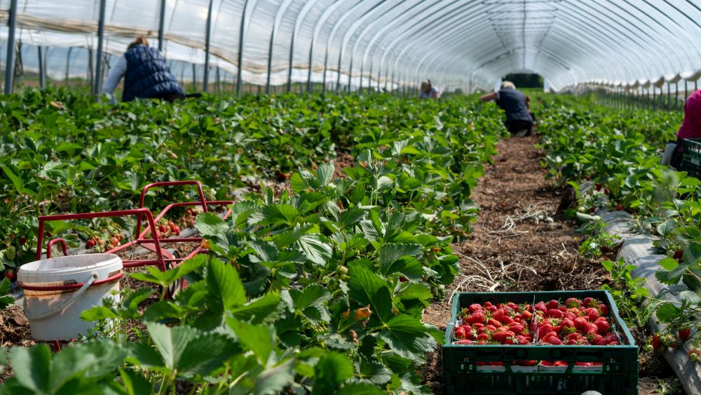 fruit picker