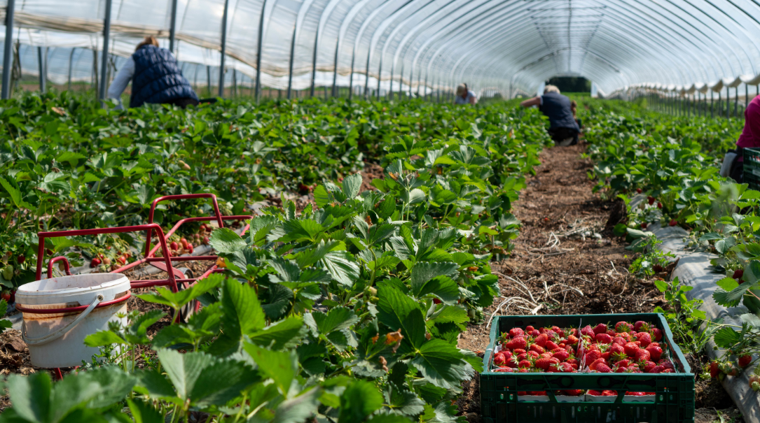 Row of unpicked fruit and veg in greenhouse