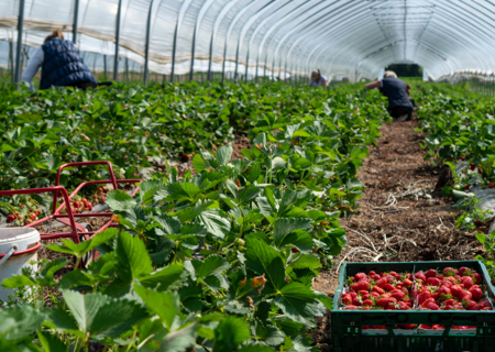 fruit_pickers_april