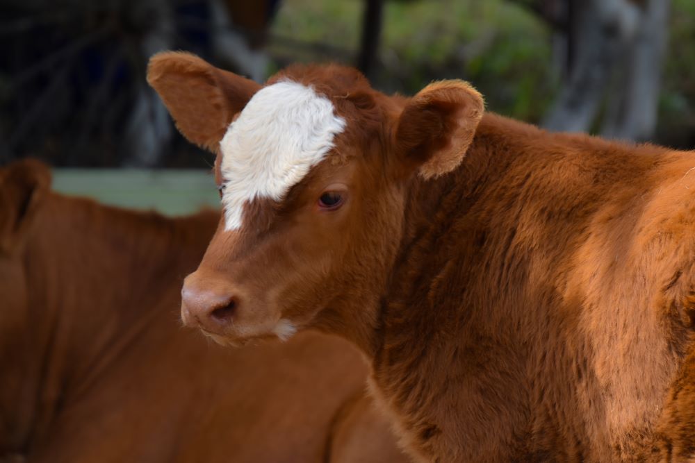 Cow looking at object in middle distance, contemplating life