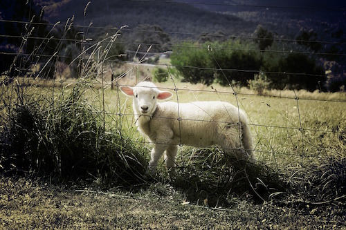 sheep in a field