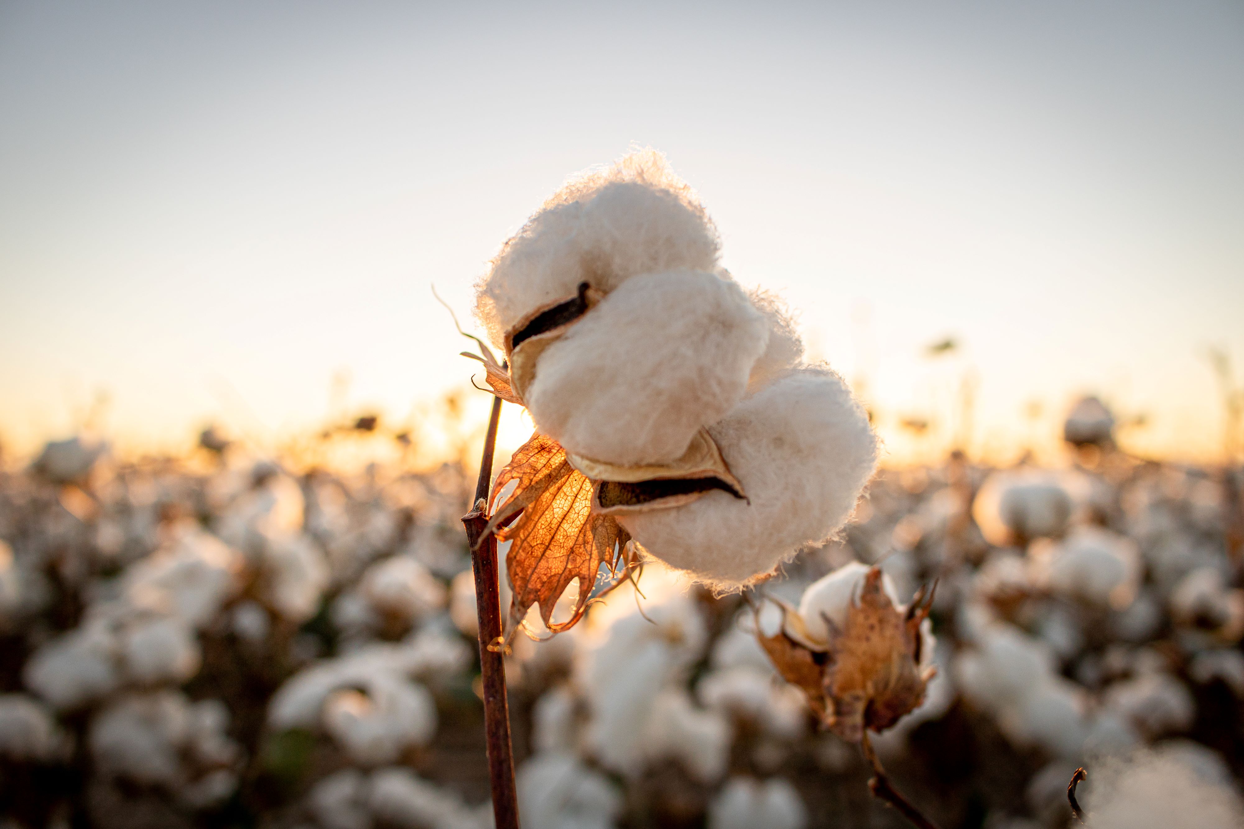 Cotton plant in the field