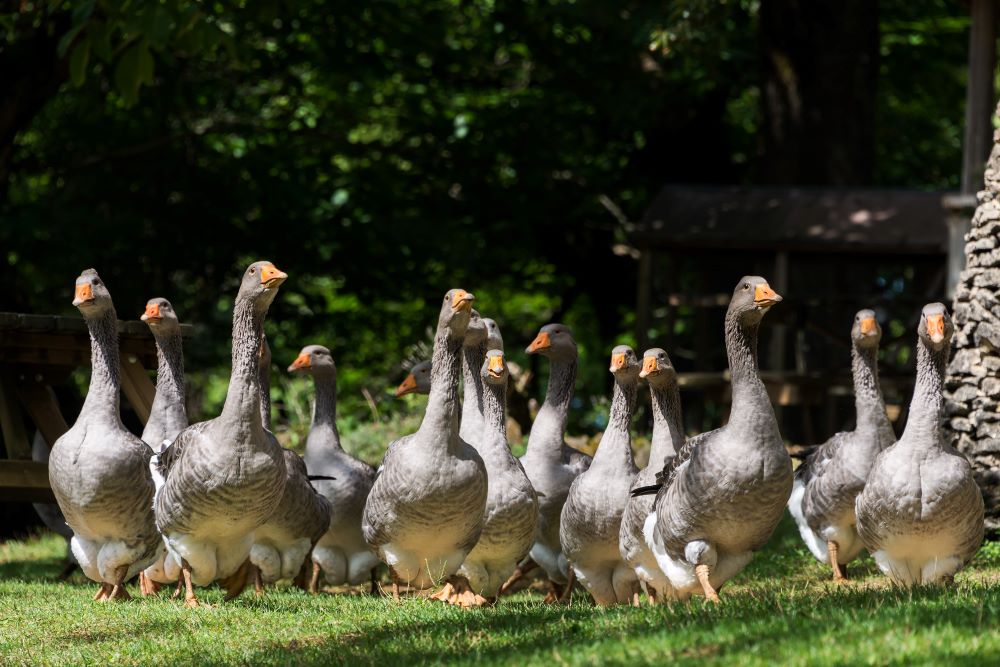 foie gras