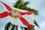 floridaflag